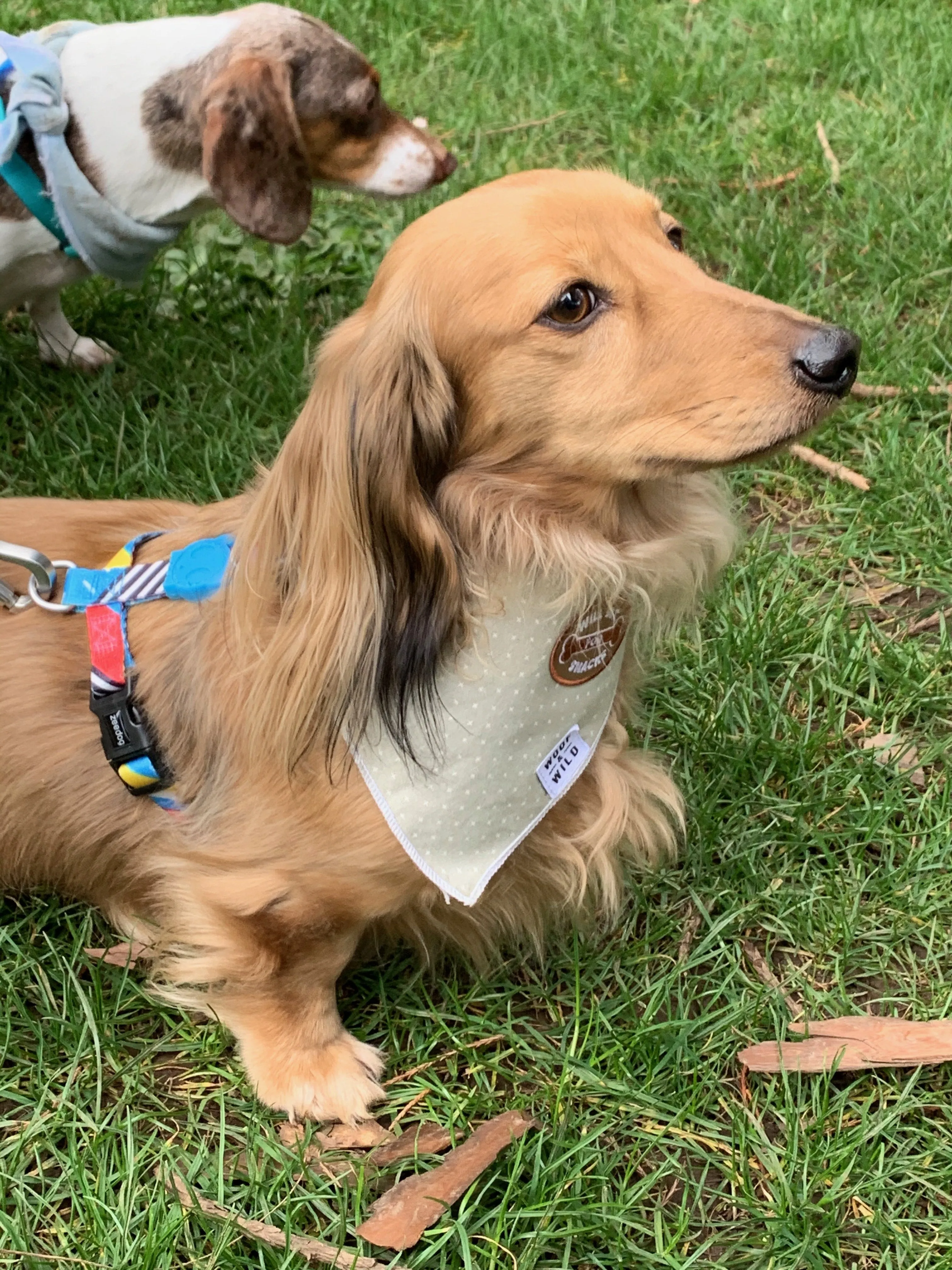 Latte Bandana